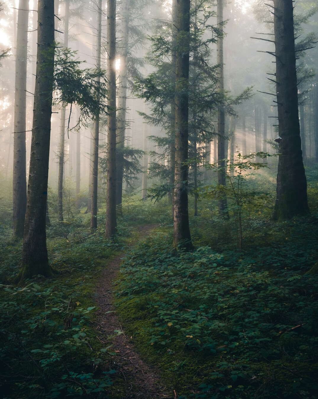 foggy forest path at dusk