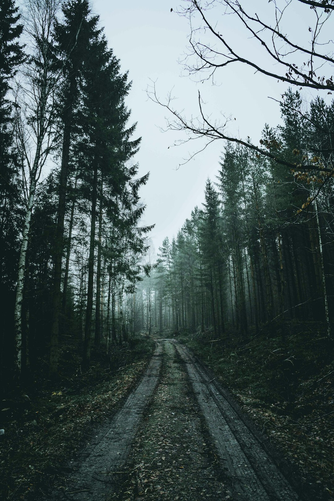 foggy forest path